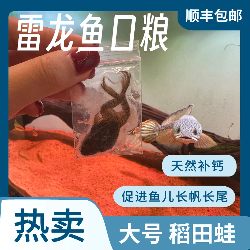 【独立包装冷冻鱼食】稻田蛙 蛙腿 小河虾 小乳鼠 麦穗鱼 杜比亚