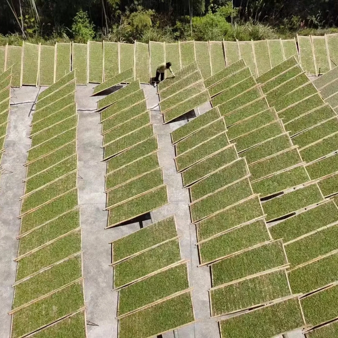 2016菜茶贡眉王福鼎白茶