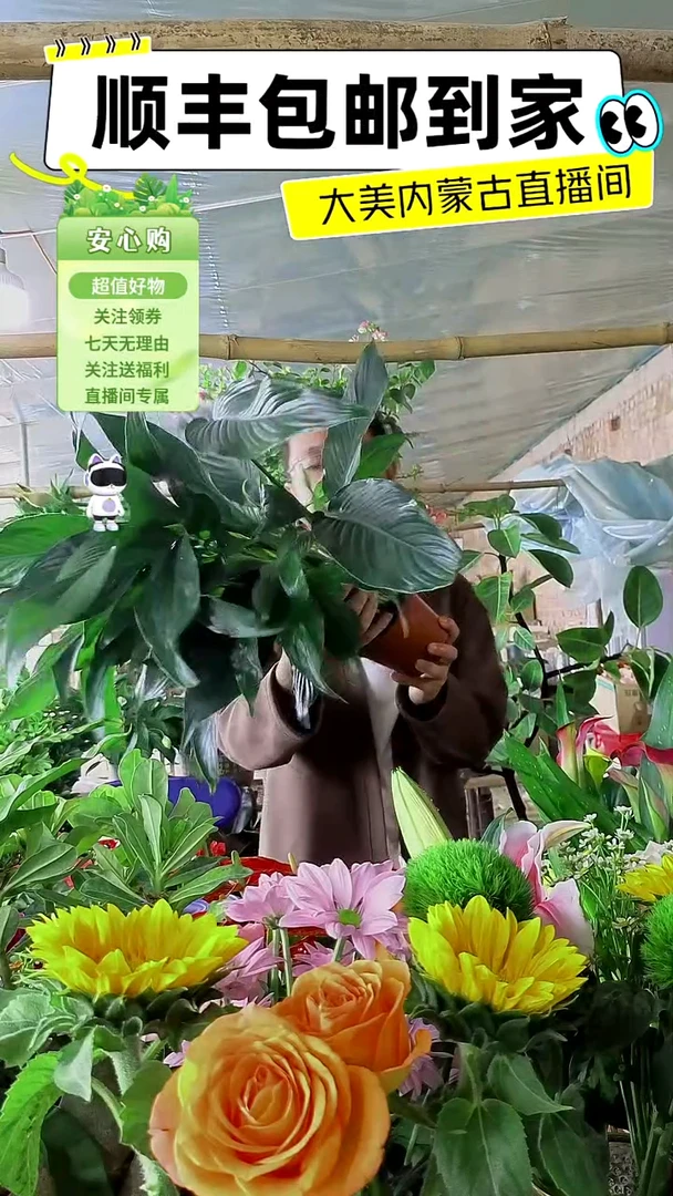 完全开放土培白掌