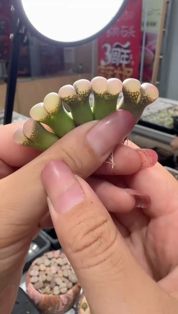 51多肉植物肉锥一颗