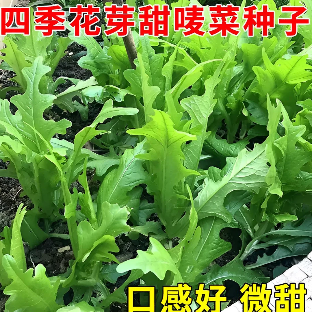 【花芽甜麦菜种子】甜脆花芽甜麦菜种子种植简单脆嫩好吃
