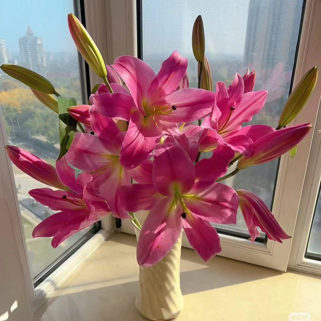 罗宾百合【单瓣香水百合】【0度以下不拍保温棉不售后】