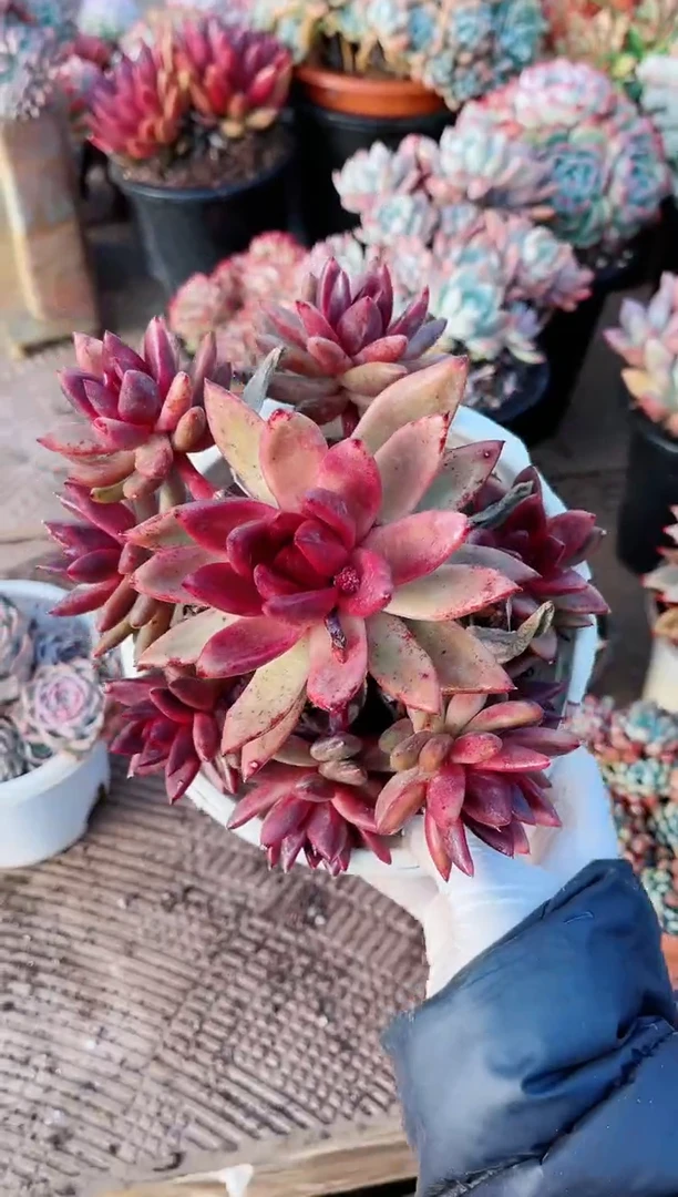 【闪购商品】21192