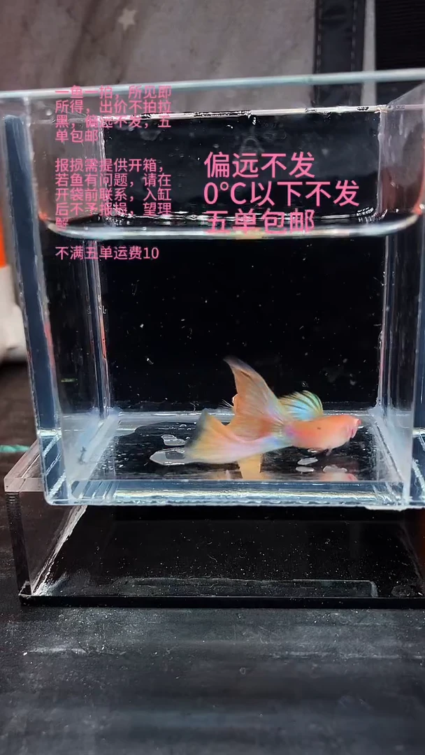 孔雀鱼孔雀鱼 17