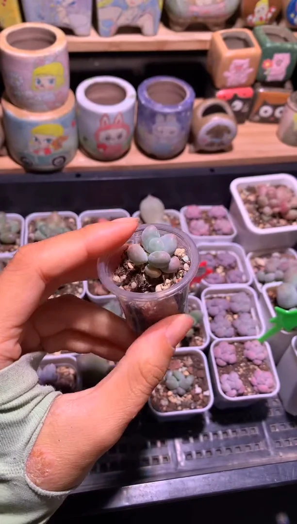 粉体汉堡包奶酪多肉