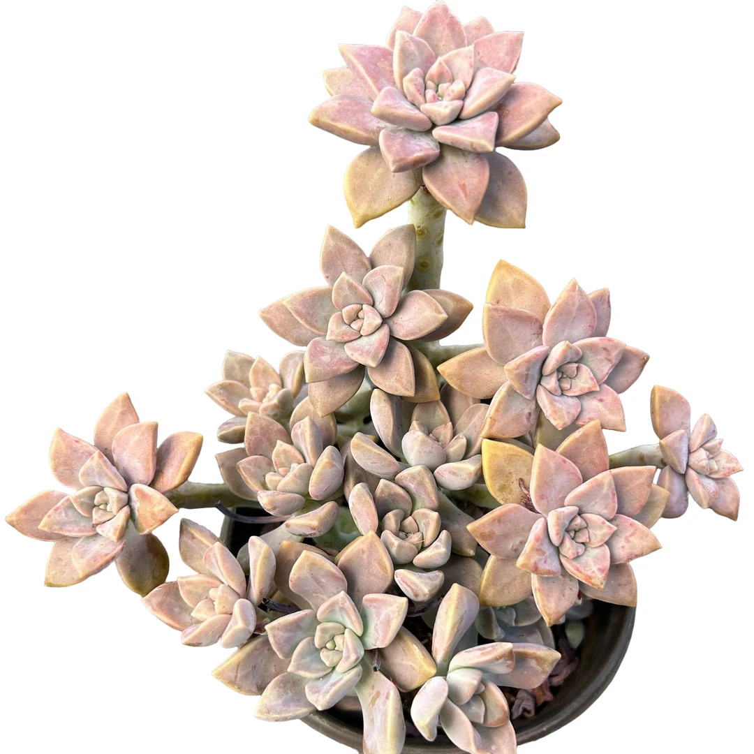 120#阿伦陪3棵脱土 多肉植物室内绿植净化空气