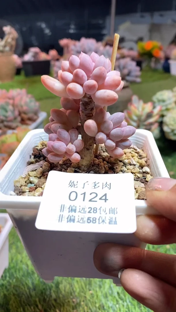 【闪购商品】0124a