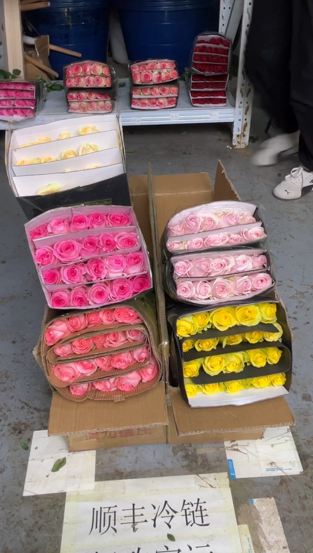 洛神2扎+戴安娜2扎+粉红2扎+香槟2扎+浪漫沙滩1扎