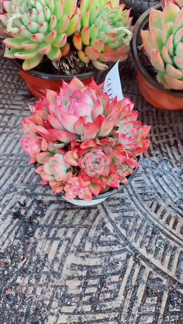 我****^跃跃精品多肉21117