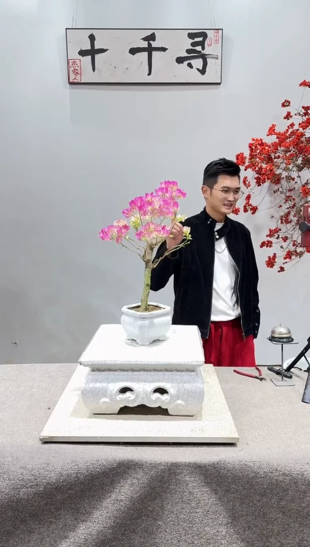 完全开放绿樱三角梅