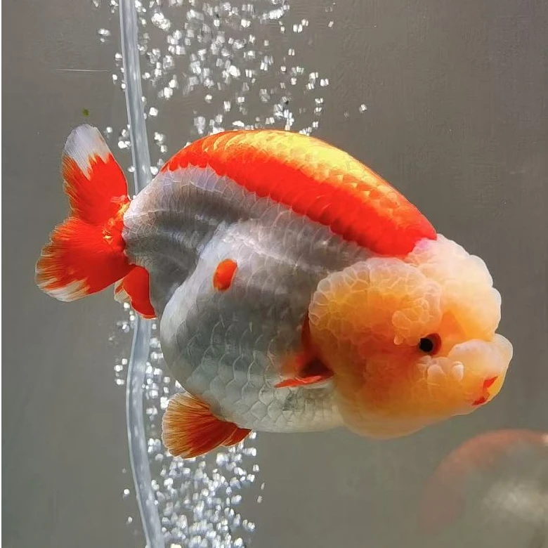 直播间选鱼专【无开箱不售后】直播间马印灯效果介意勿拍