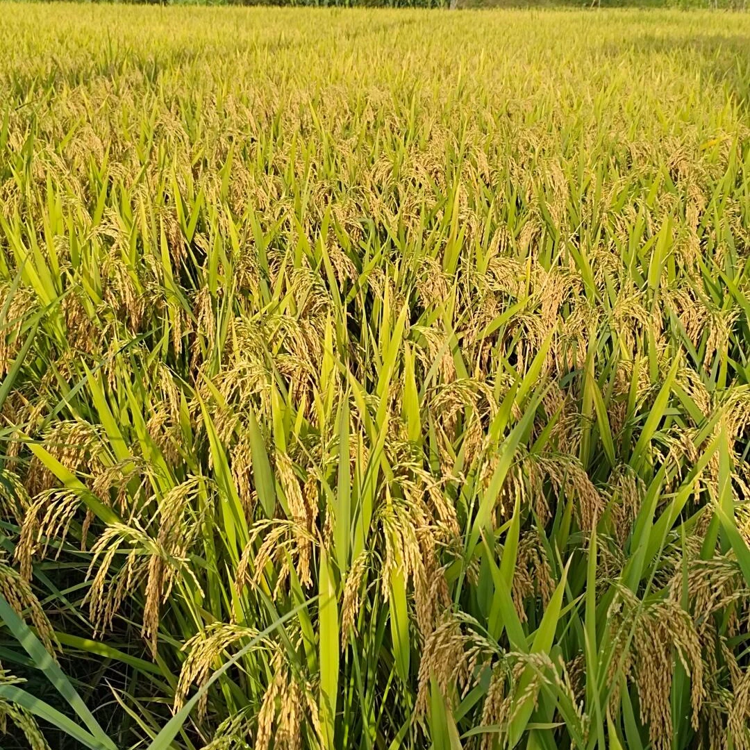 上海嘉定自种2024新鲜大米【不抛光/不打蜡】长粒农家米