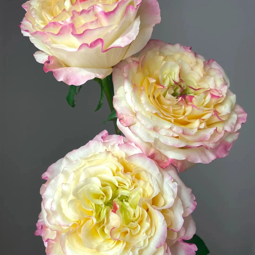 【花千花谷玫瑰】造型师，一单中通包邮，两单升级京东或顺丰冷链！