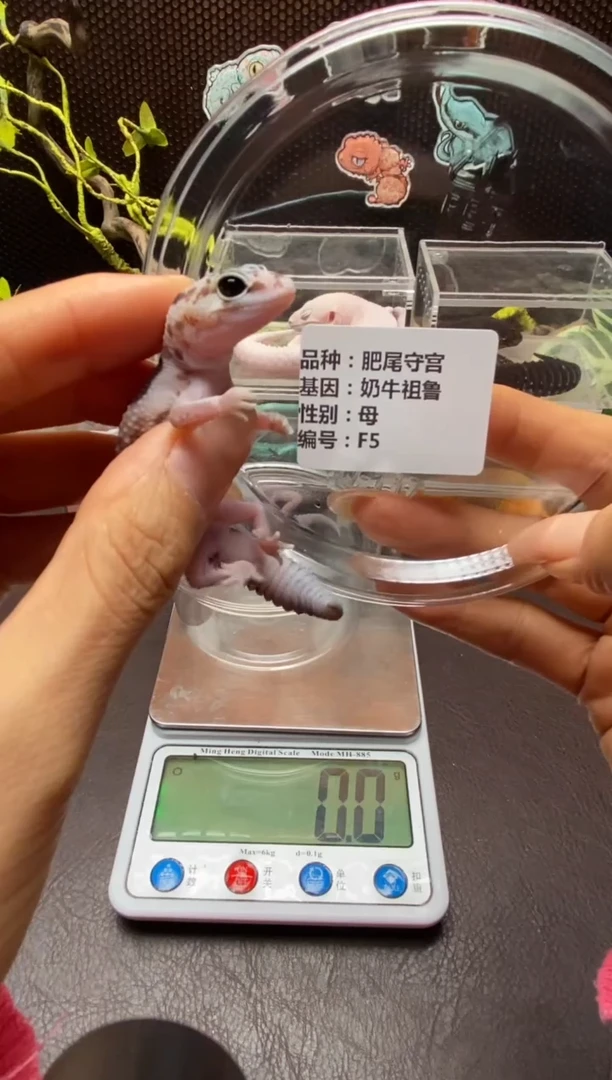 肥尾守宫鳞与尾 Scale Tail 爬宠F5