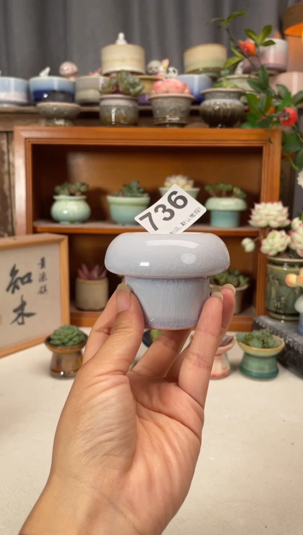 瓷片736知木小芳花盆直播编号