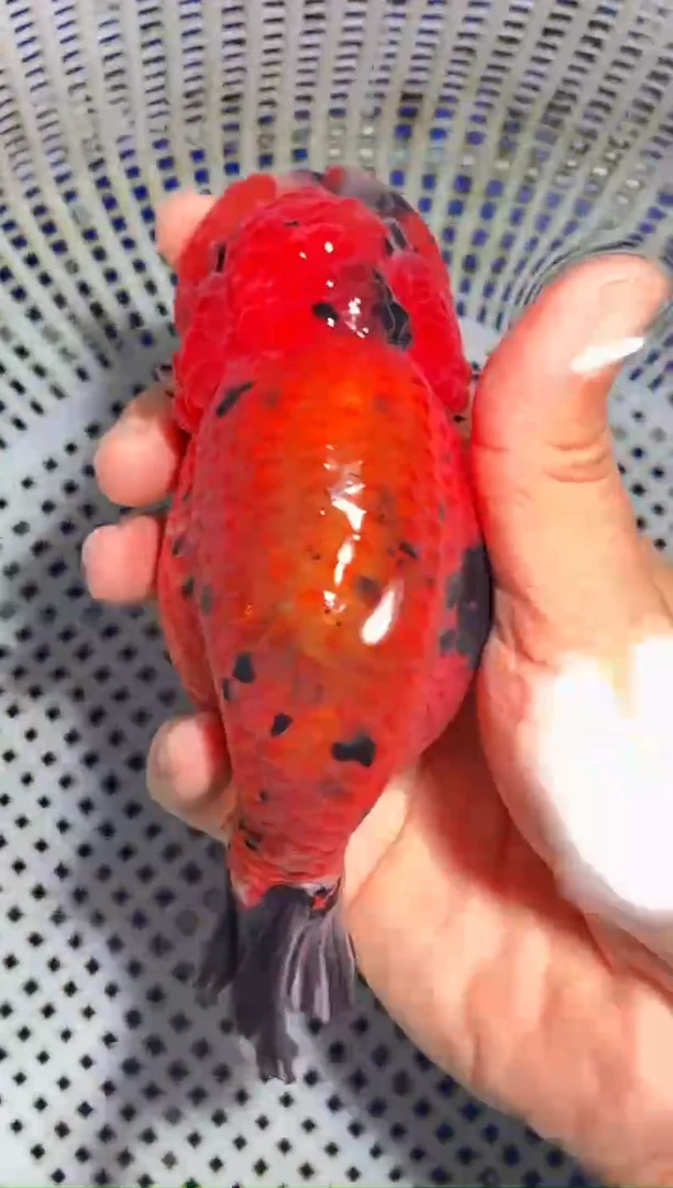 金鱼（运费自理，马印灯照射）福州追鱼兰寿金鱼