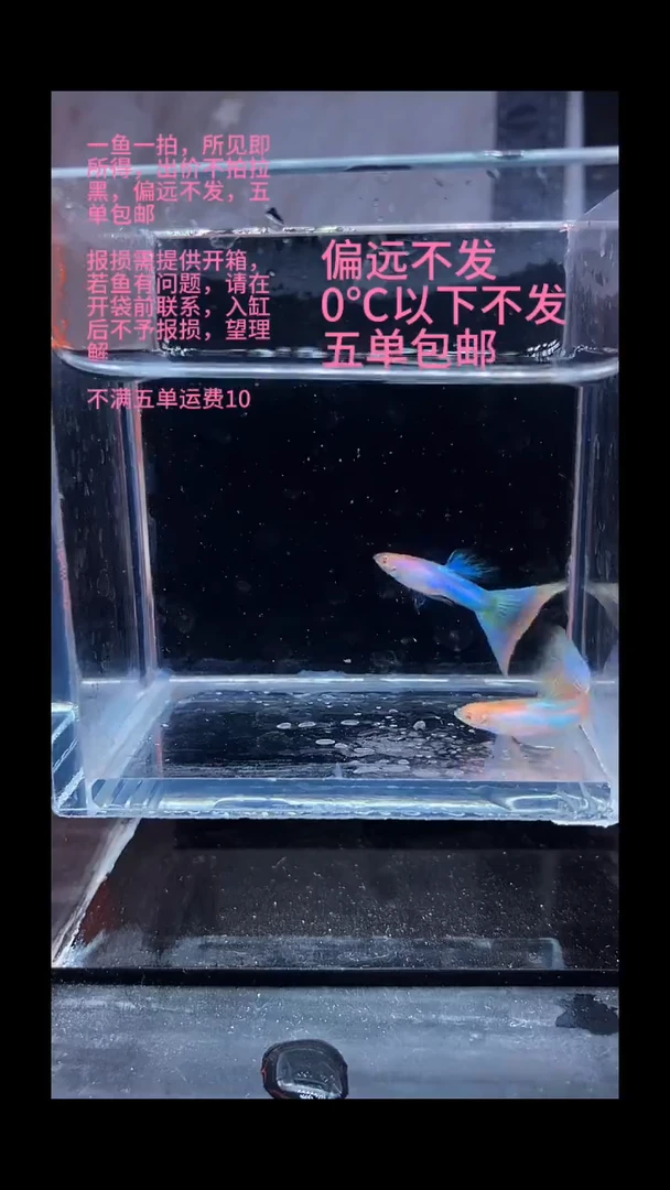 孔雀鱼孔雀鱼 02
