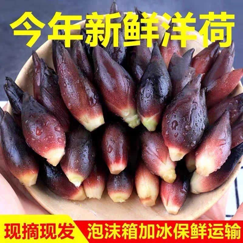 新鲜洋荷姜云南文山新鲜现摘野生阳荷姜当季蔬菜鲜嫩美味贵州
