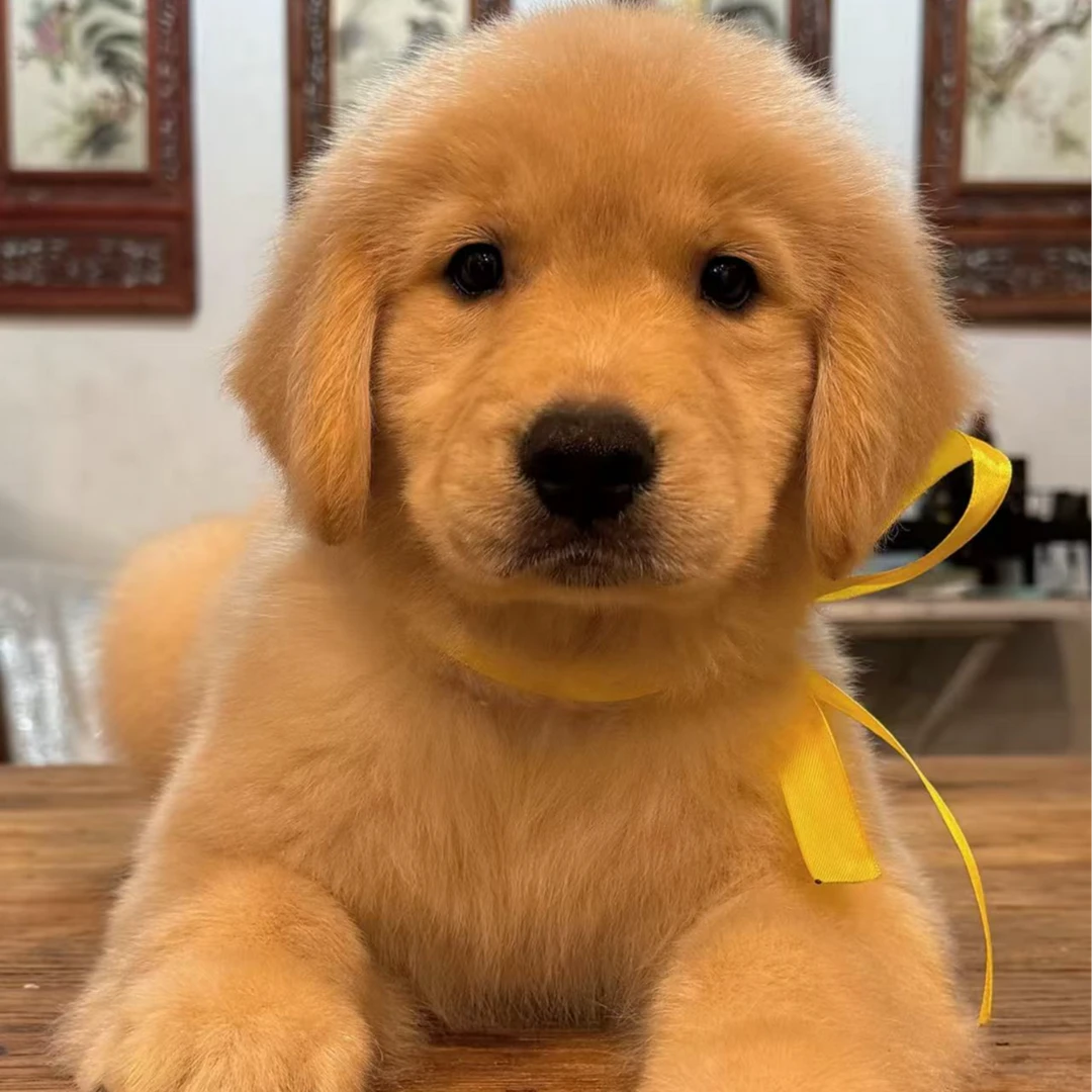 爱宠优品铺子宠物狗链接