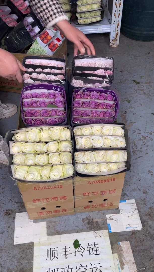 骄傲20枝+曼塔20枝+紫霞20枝