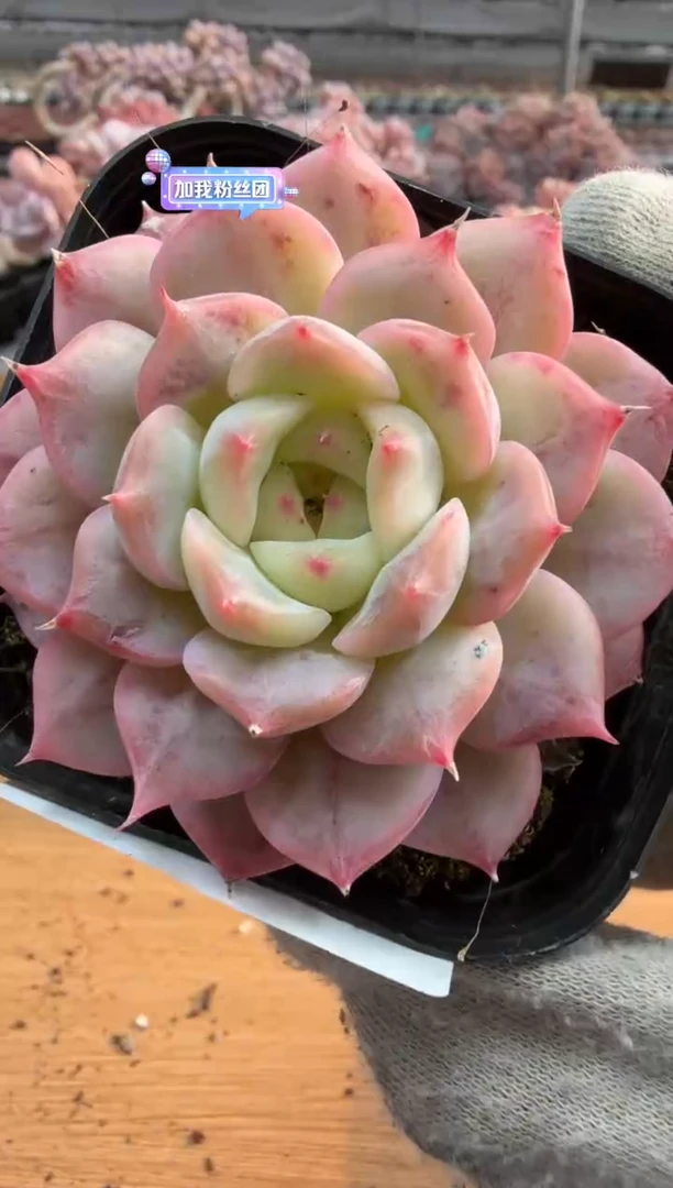 东云多肉园三店-67