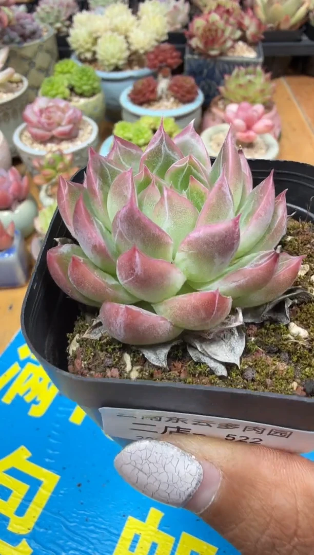 东云多肉园二店-522
