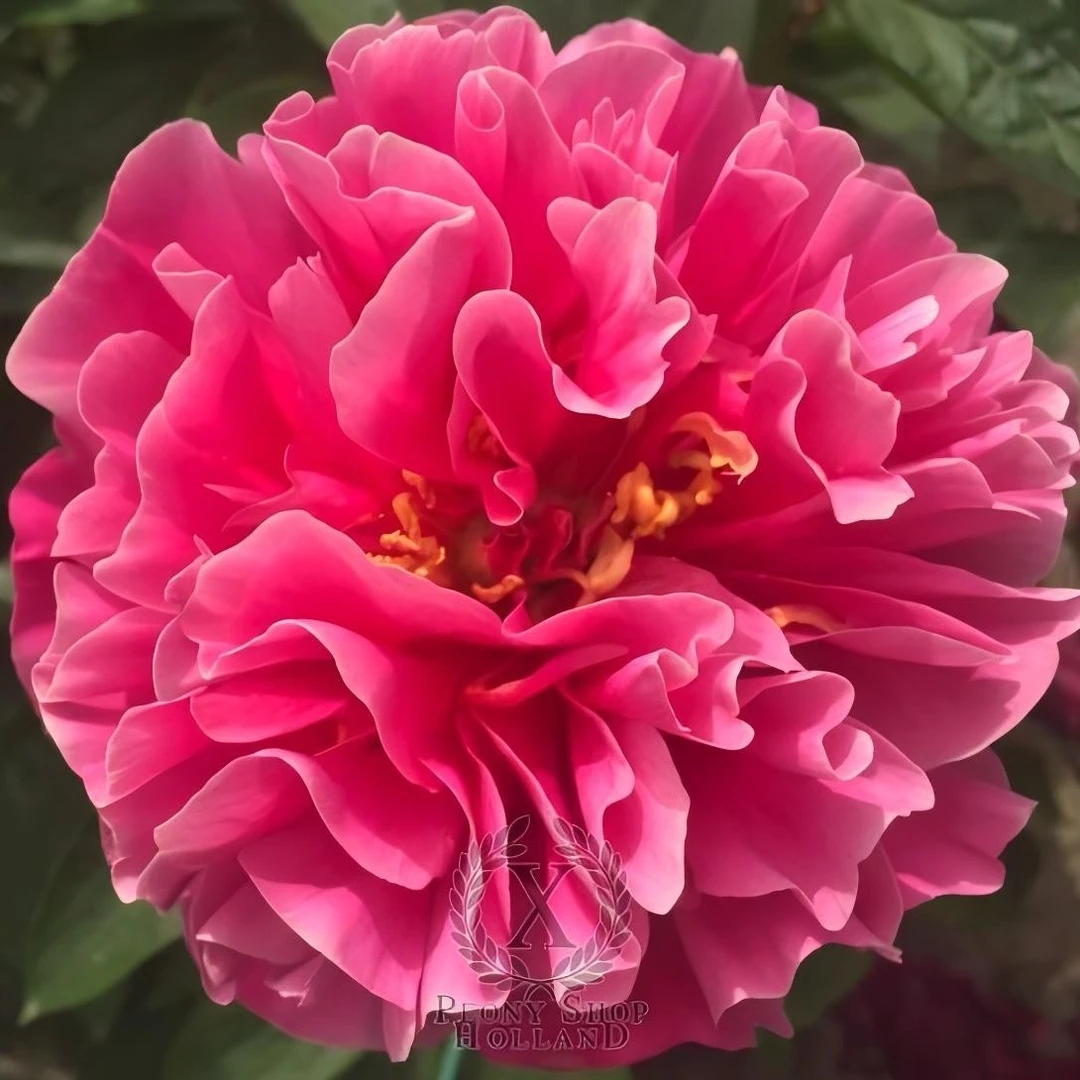 【粉色神话】芍药裸根带芽发货-重瓣-包对版-