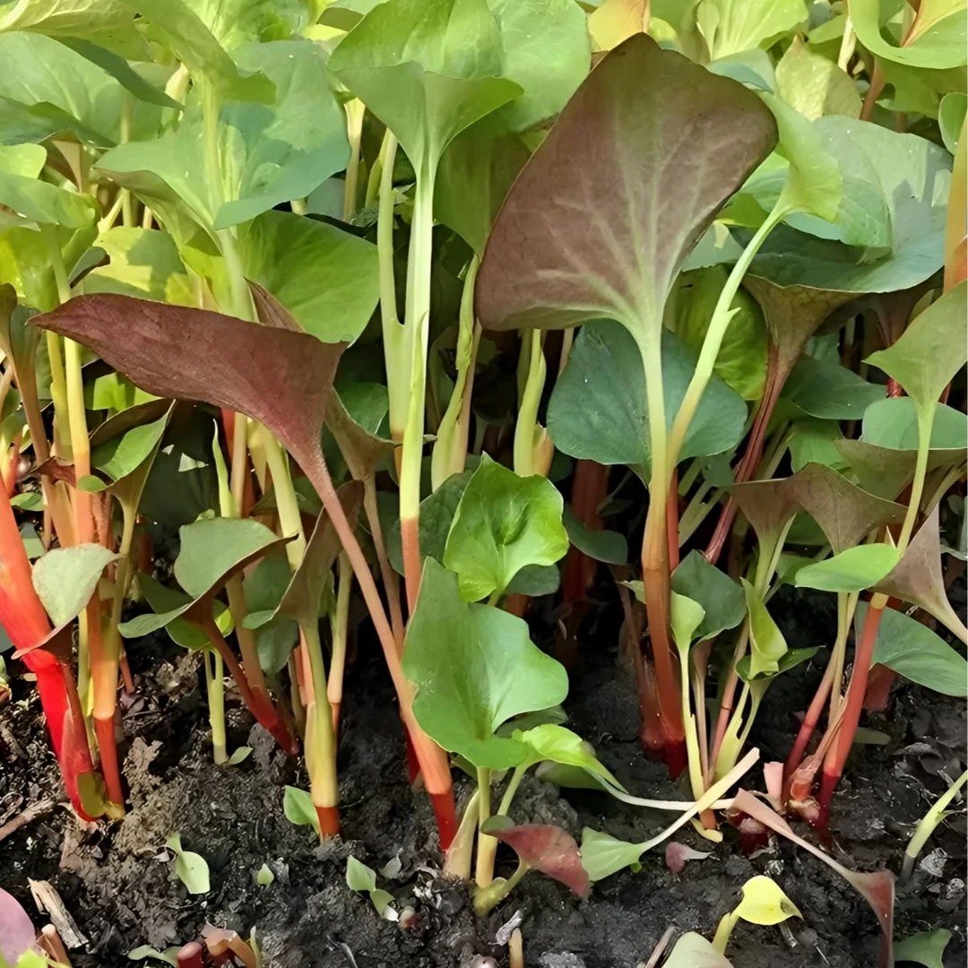 【鱼腥草种子】折耳根种子四季种植阳台庭院盆栽地载泡沫箱蔬菜种植