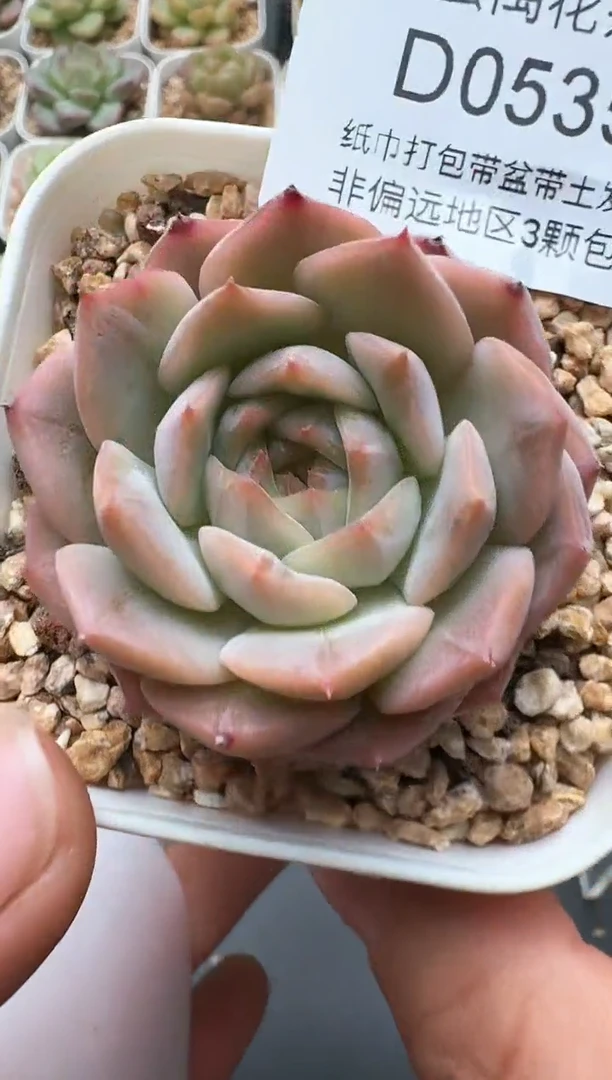535D云禹多肉植物 带盆土纸巾打包 3颗包邮