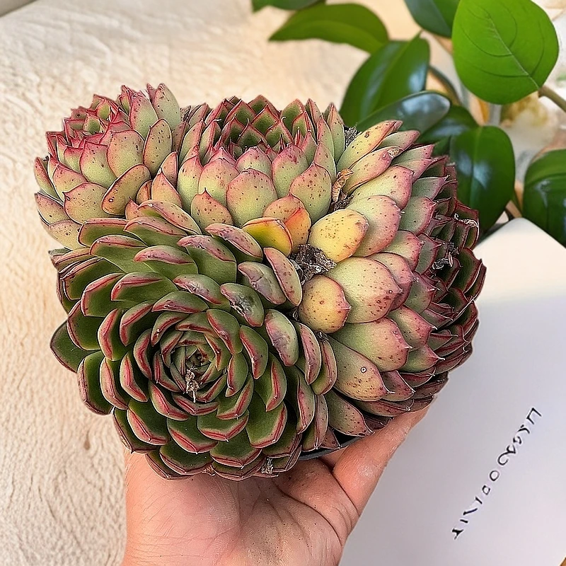 160#萤火虫脱土  多肉植物室内绿植净化空气