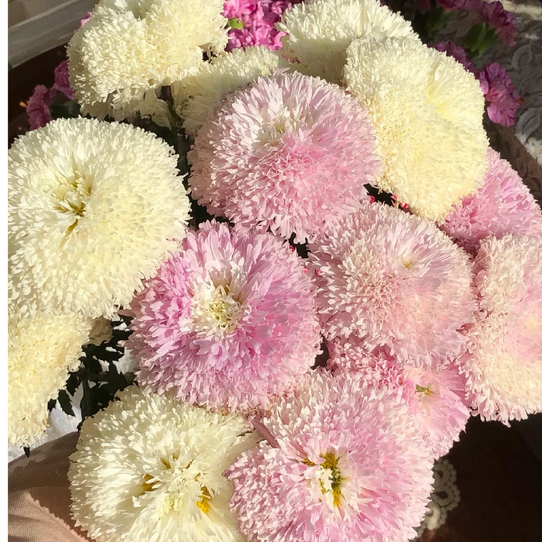 【独鬏鬏优选】A级鲜花 [面包菊] 顺丰冷链配送 鲜活现摘好养护