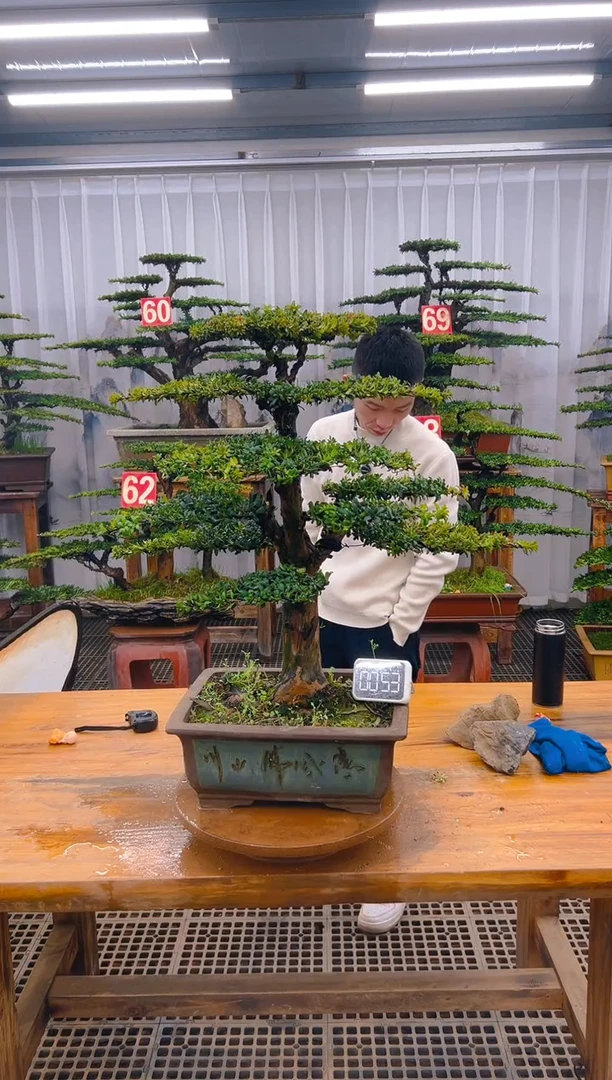 【闪购商品】紫砂精品盆景直播间一物一拍