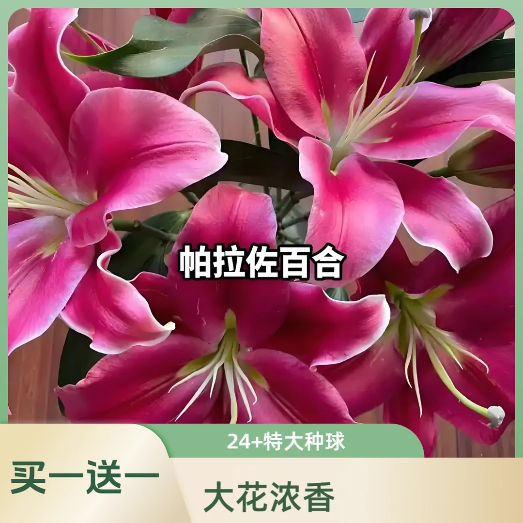 【24+帕拉佐】买一送一特大种球 室内 户外阳台单瓣多头 四季可种植