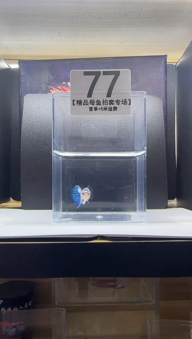 斗鱼泰国斗鱼编号77