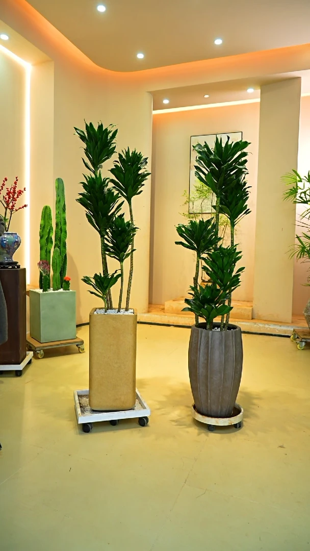 不开花植物@****?太阳神方盆