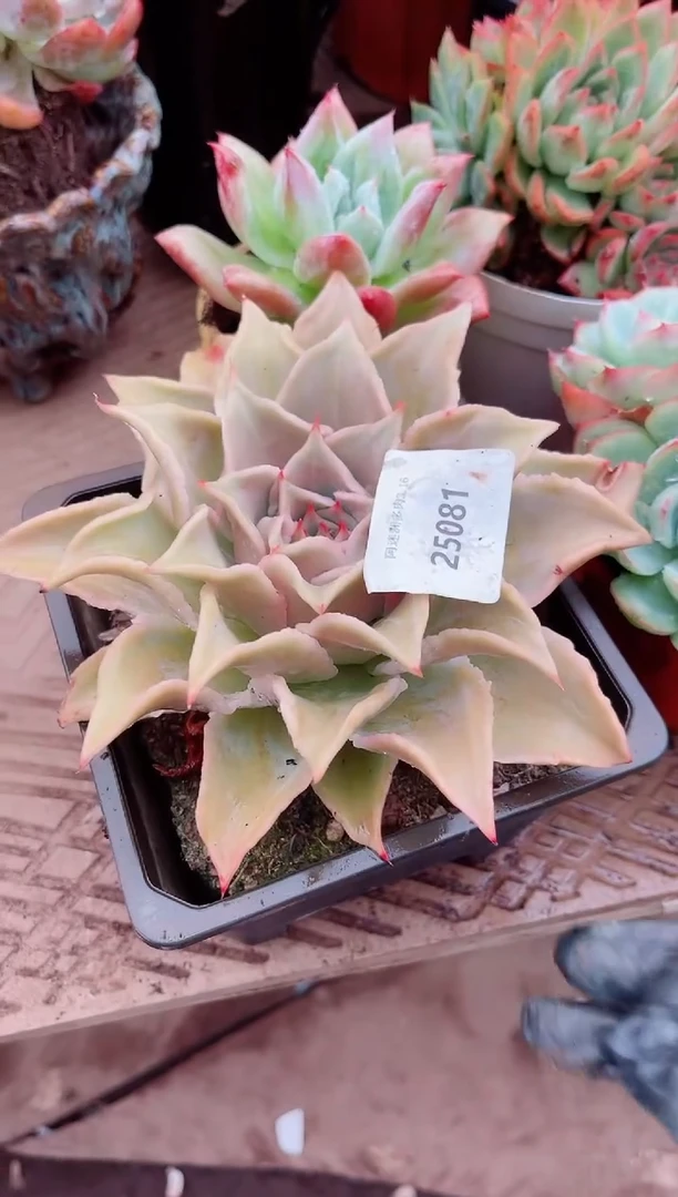 香****）26081多肉植物