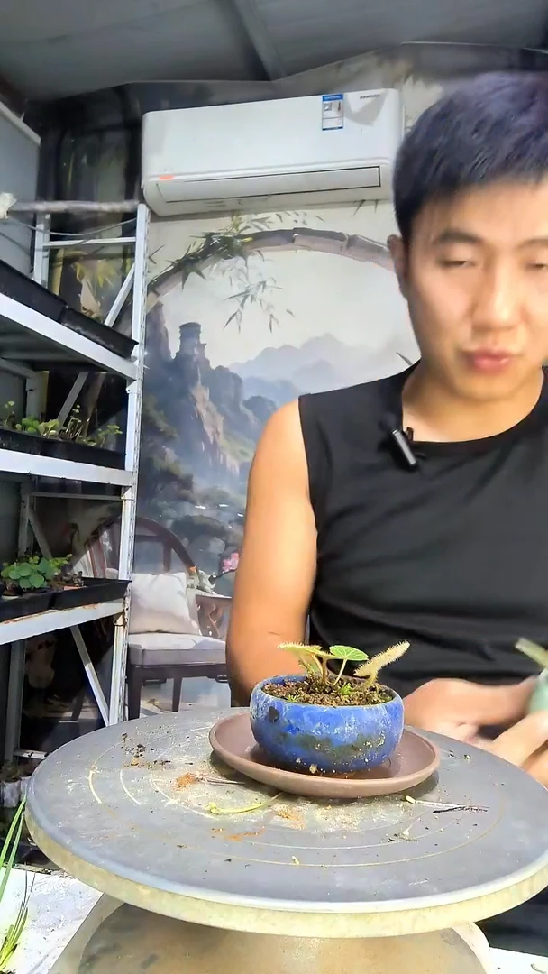 天***耶中青园艺一物一拍102