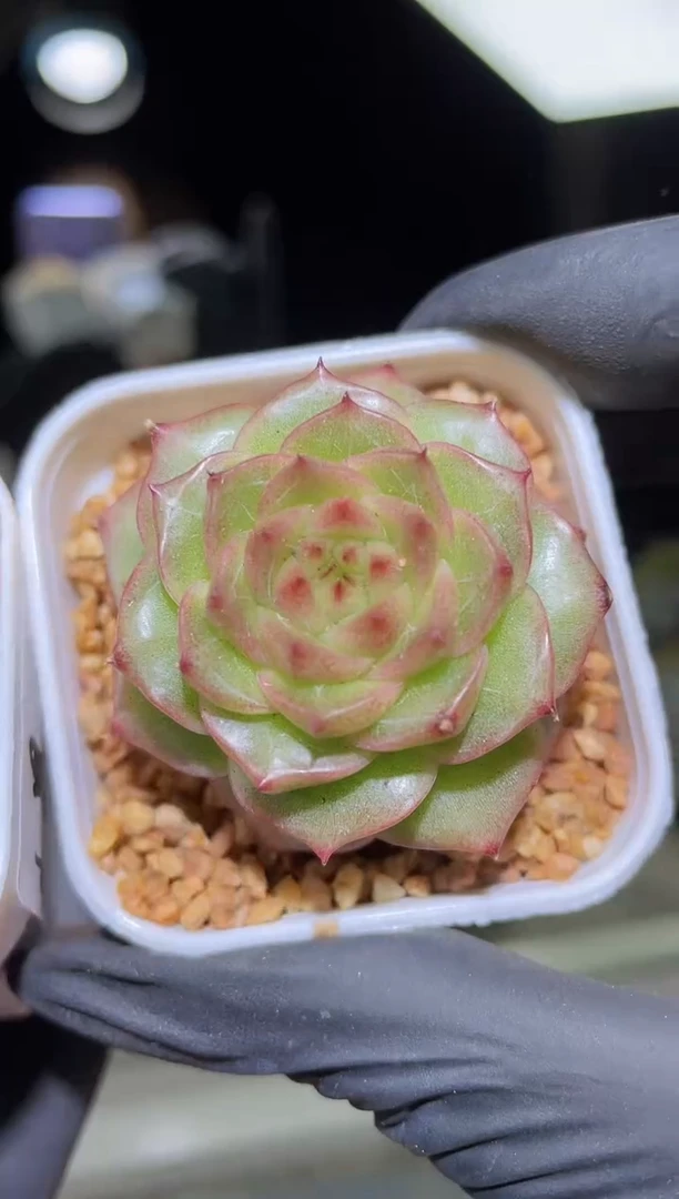 闪购2170  水墨山画多肉一颗  4-4.5厘米