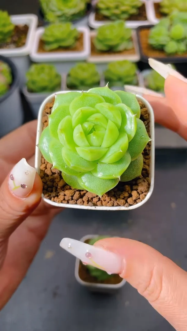 060翡28量拍发一颗