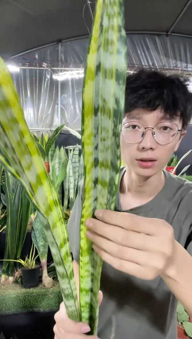 金凤凰裸根75.8...