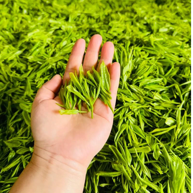 贵州黎平高山黔岭绿茶