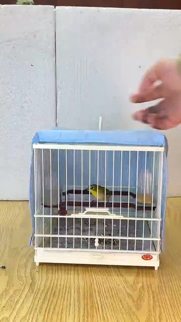 23号秀眼养笼0元起拍