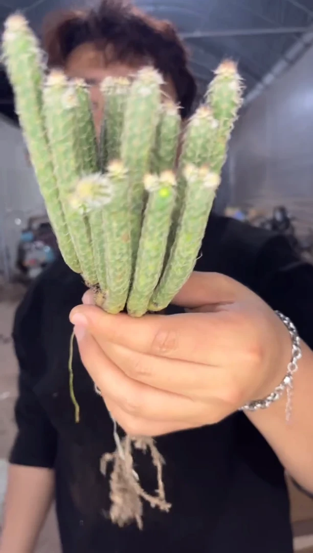 小号  银妞 群生【带根】