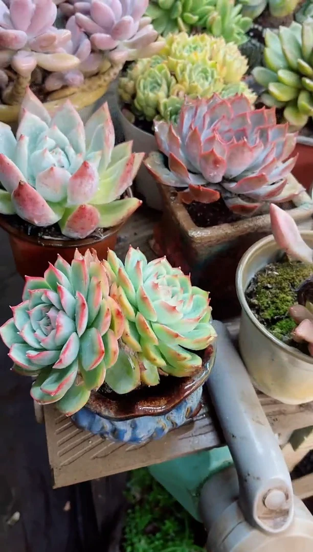 ?*池22059多肉植物一物一拍