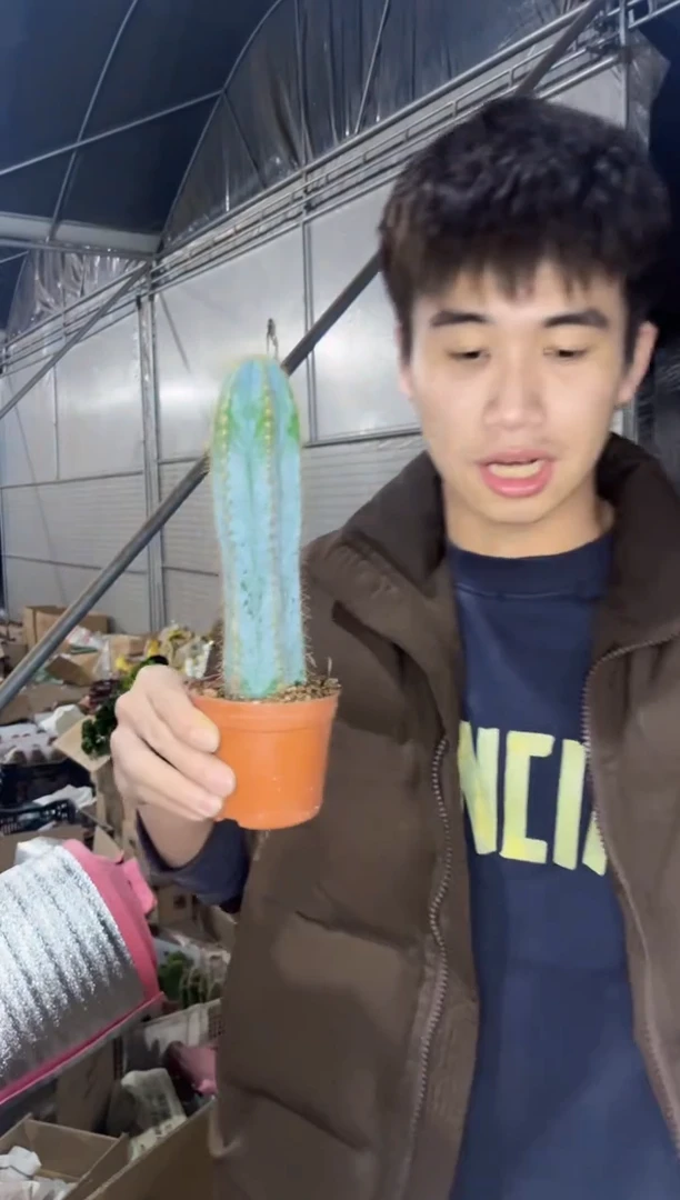 【闪购商品】金青阁【带根】