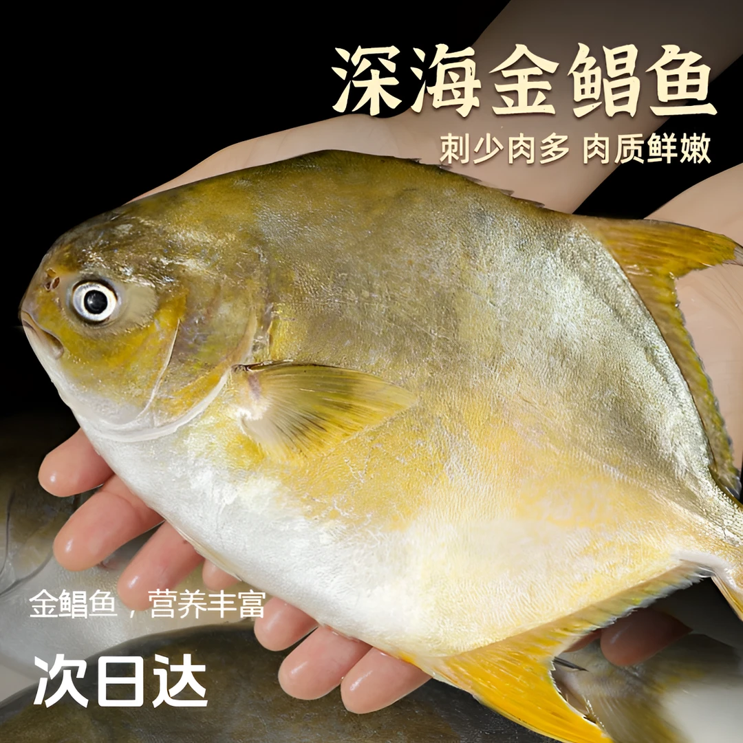 渤海湾鲜冻深海金鲳鱼500g一条盒装炸鱼