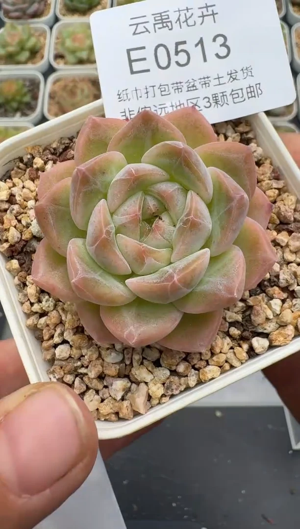 513E云禹多肉植物 带盆土纸巾打包 3颗包邮