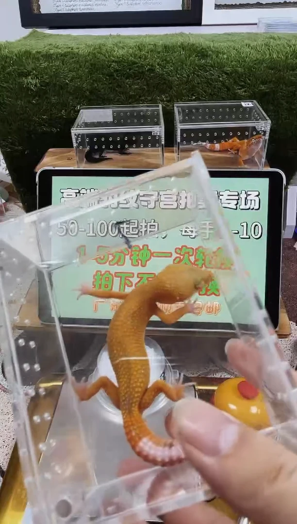 豹纹守宫豹纹守宫全品苗子亚成成体、肥尾