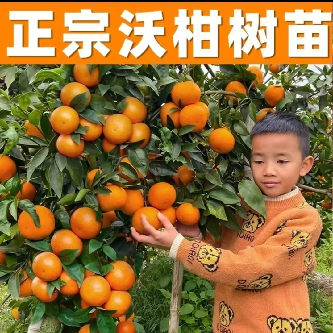 【带果发货】正宗广西武鸣沃柑树苗皮薄肉厚高产橘子嫁接苗带土发货