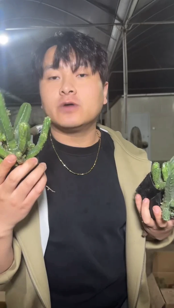 5颗 桃太郎【带根】